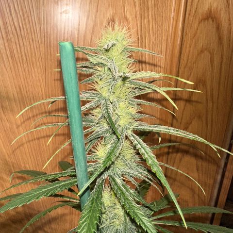Critical Mass (16 plantas) growlog timeline photo