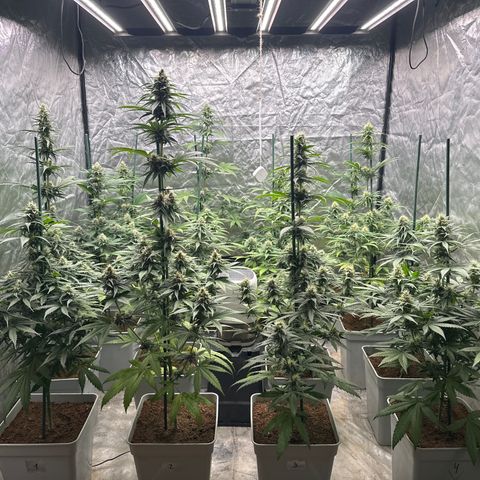 Critical Mass (16 plantas) growlog timeline photo