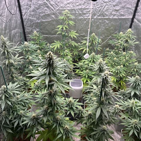 Critical Mass (16 plantas) growlog timeline photo