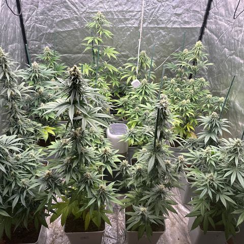 Critical Mass (16 plantas) growlog timeline photo