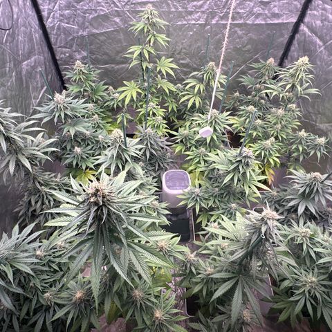 Critical Mass (16 plantas) growlog timeline photo