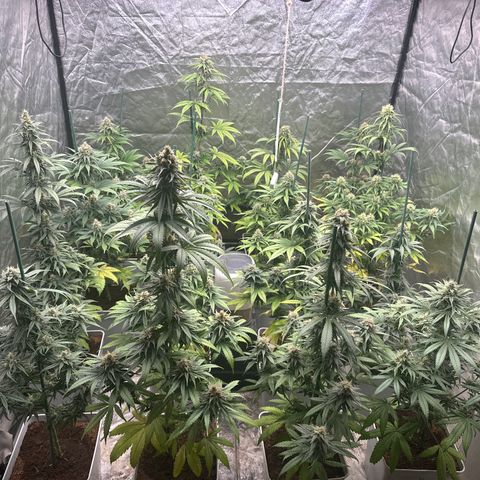 Critical Mass (16 plantas) growlog timeline photo