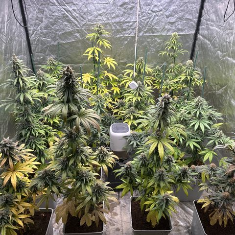 Critical Mass (16 plantas) growlog timeline photo