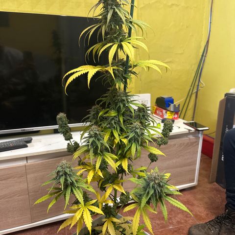 Critical Mass (16 plantas) growlog timeline photo
