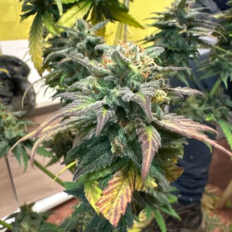 Critical Mass (16 plantas) growlog timeline photo