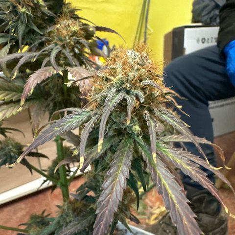 Critical Mass (16 plantas) growlog timeline photo