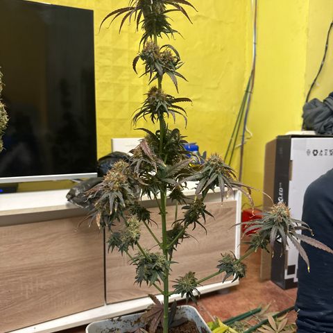 Critical Mass (16 plantas) growlog timeline photo