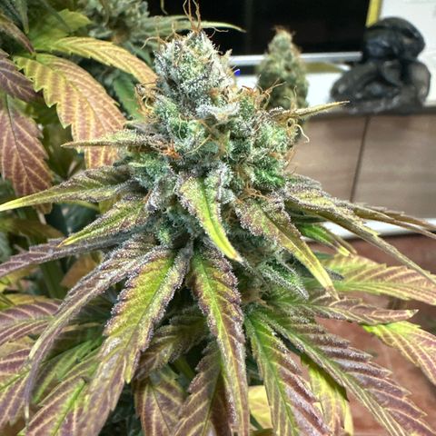 Critical Mass (16 plantas) growlog timeline photo
