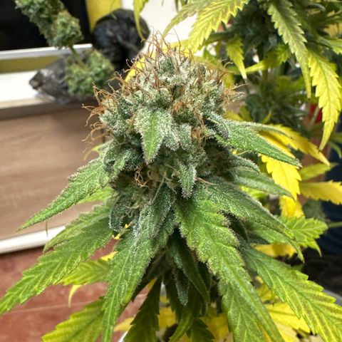 Critical Mass (16 plantas) growlog timeline photo