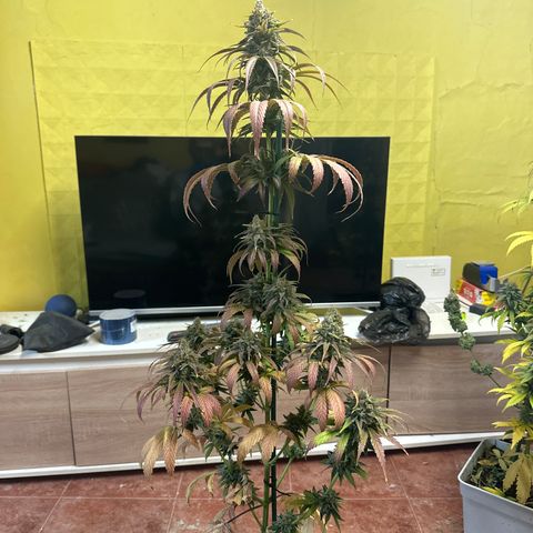 Critical Mass (16 plantas) growlog timeline photo