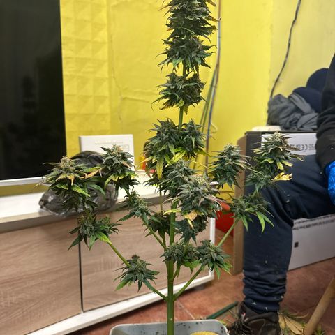 Critical Mass (16 plantas) growlog timeline photo