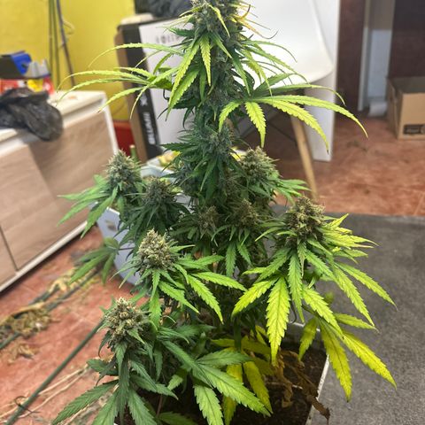 Critical Mass (16 plantas) growlog timeline photo
