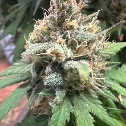 Critical Mass (16 plantas) growlog timeline photo