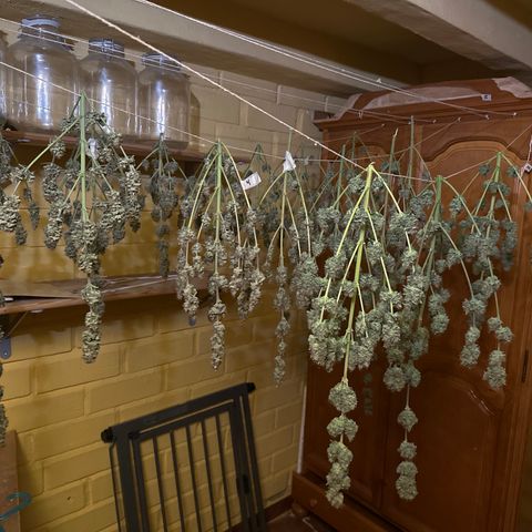 Critical Mass (16 plantas) growlog timeline photo
