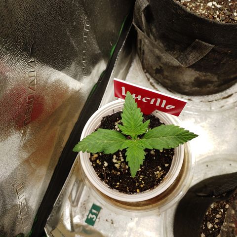 Lucille growlog timeline photo