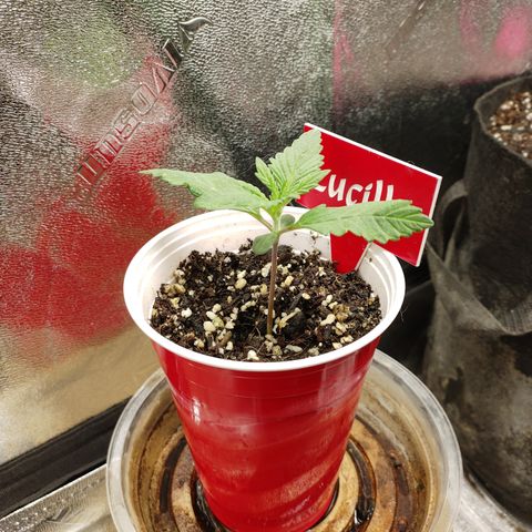 Lucille growlog timeline photo