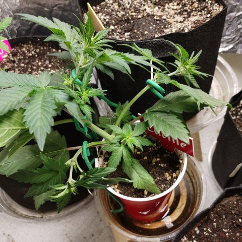 Lucille growlog timeline photo