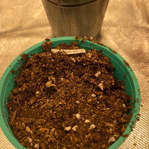 Critical XXL Fast growlog timeline photo
