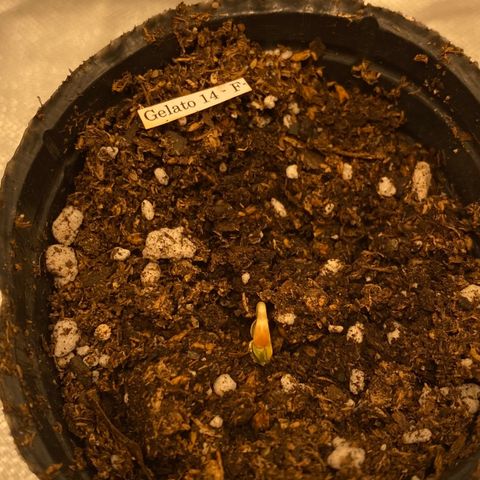Gelato 14 growlog timeline photo