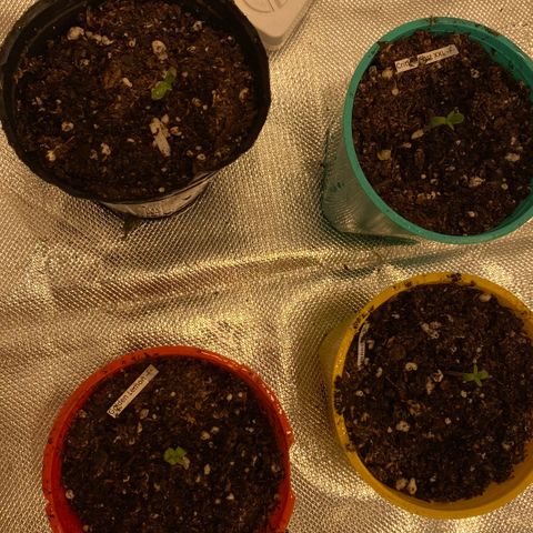 Critical XXL Fast growlog timeline photo