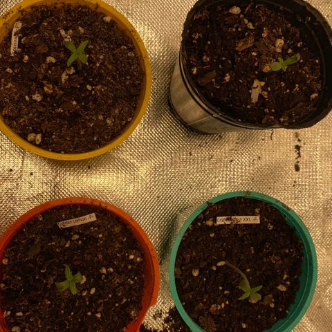 Critical XXL Fast growlog timeline photo