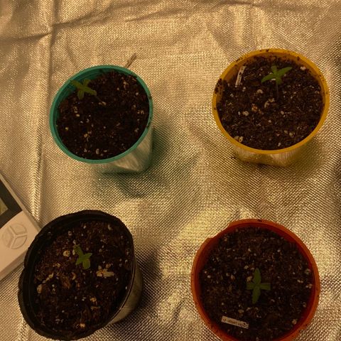 Critical XXL Fast growlog timeline photo