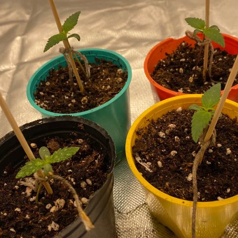 Critical XXL Fast growlog timeline photo