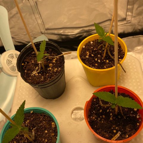 Critical XXL Fast growlog timeline photo