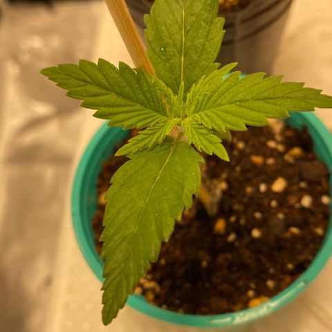 Critical XXL Fast growlog timeline photo