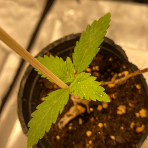 Gelato 14 growlog timeline photo