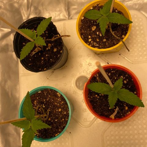 Critical XXL Fast growlog timeline photo