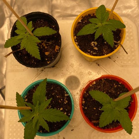 Critical XXL Fast growlog timeline photo