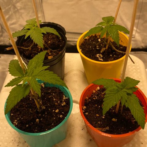 Critical XXL Fast growlog timeline photo