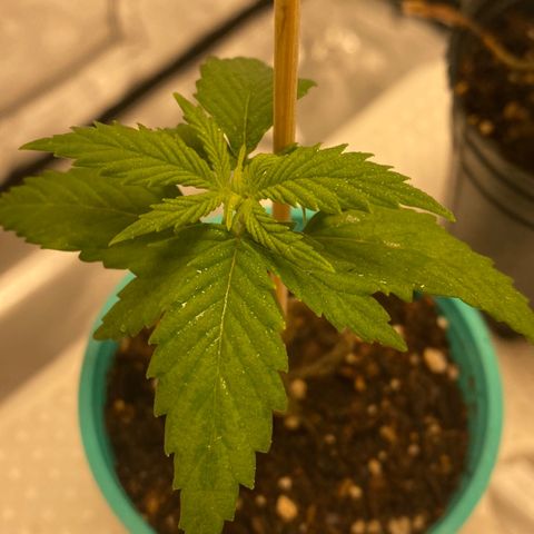 Critical XXL Fast growlog timeline photo