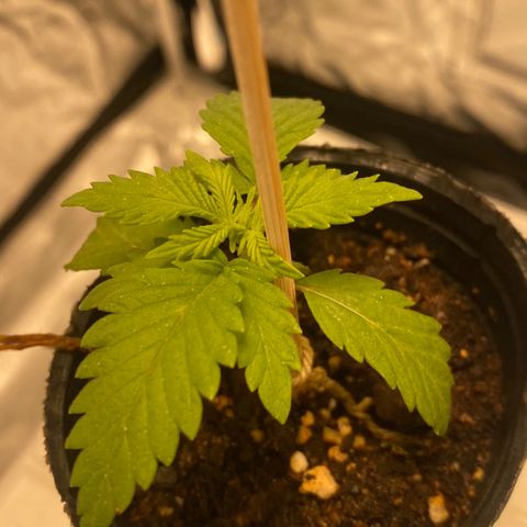 Gelato 14 growlog timeline photo