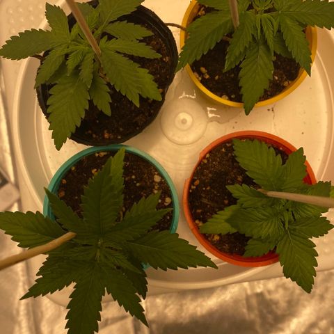 Critical XXL Fast growlog timeline photo