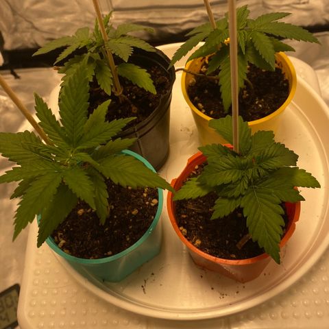 Critical XXL Fast growlog timeline photo