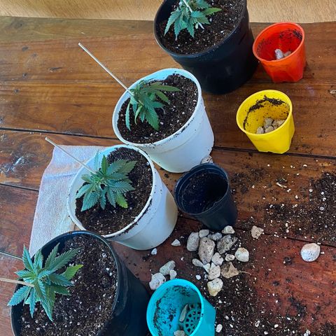 Critical XXL Fast growlog photo: Transplante