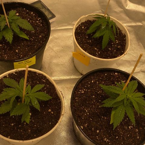Critical XXL Fast growlog timeline photo