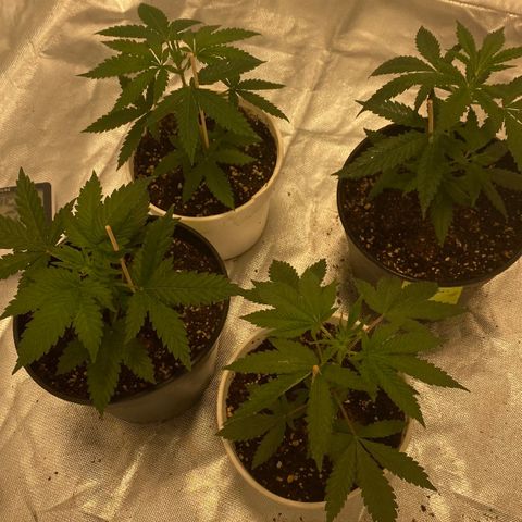 Critical XXL Fast growlog timeline photo