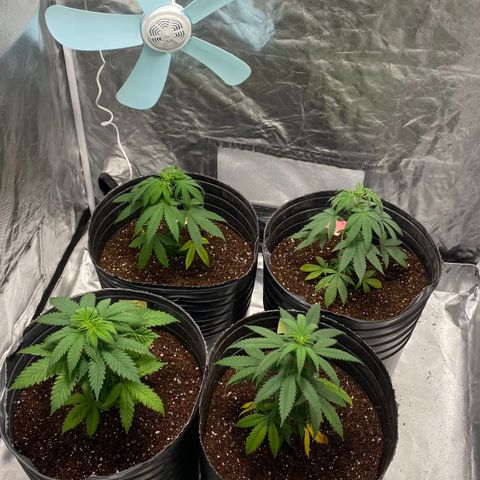 Critical XXL Fast growlog timeline photo