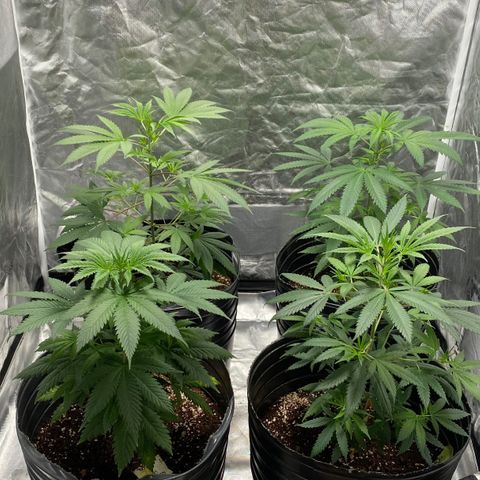 Critical XXL Fast growlog timeline photo