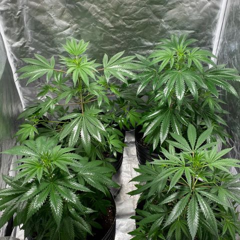 Critical XXL Fast growlog timeline photo