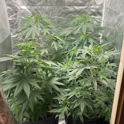 Critical XXL Fast growlog timeline photo