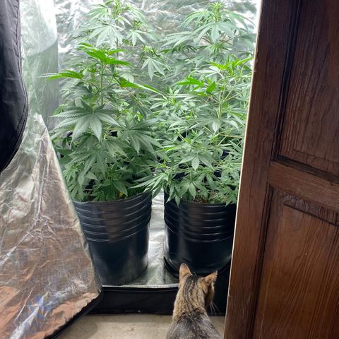 Critical XXL Fast growlog timeline photo