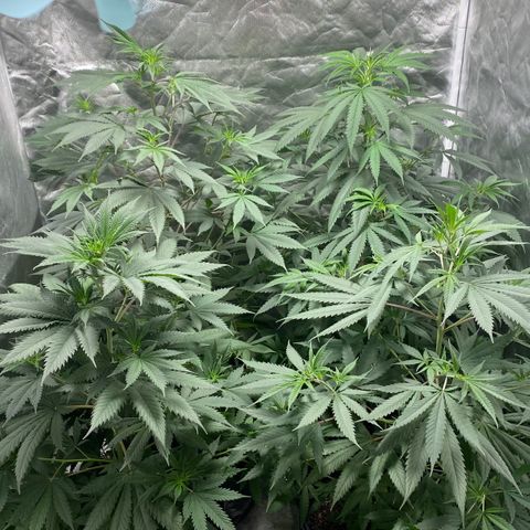 Critical XXL Fast growlog timeline photo