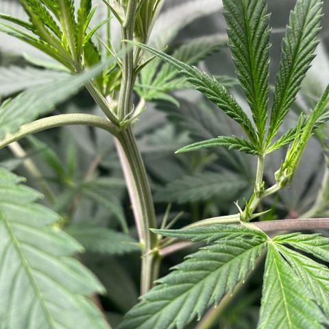 Critical XXL Fast growlog photo: Aparición de pistilos
Floración??