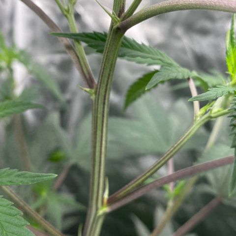 Gelato 14 growlog photo: También pistilos