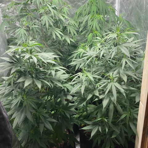 Critical XXL Fast growlog timeline photo