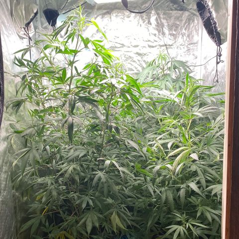 Critical XXL Fast growlog timeline photo